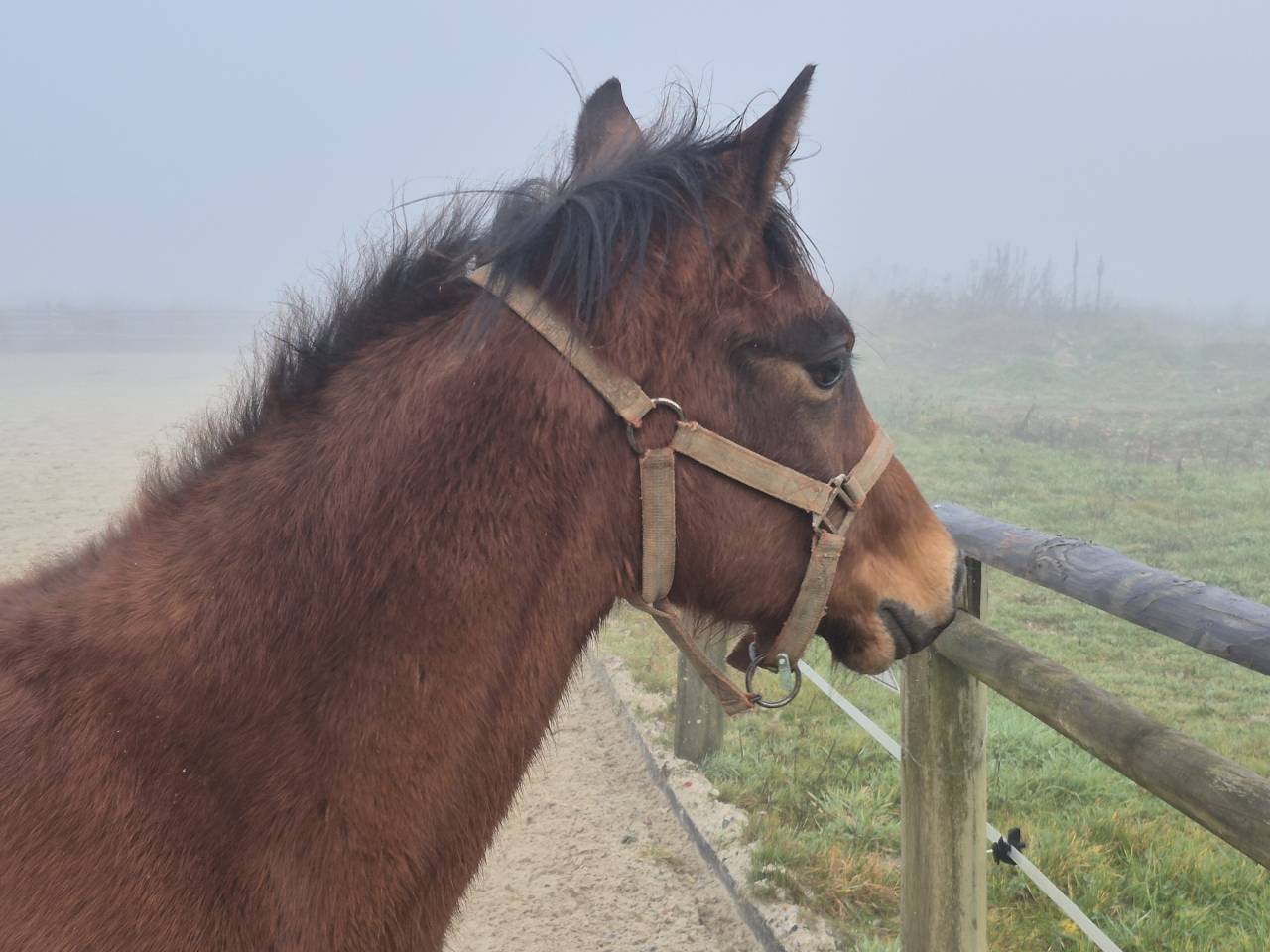 Ruin Welsh Partbred Te koop 2025 Donker bruin / bai