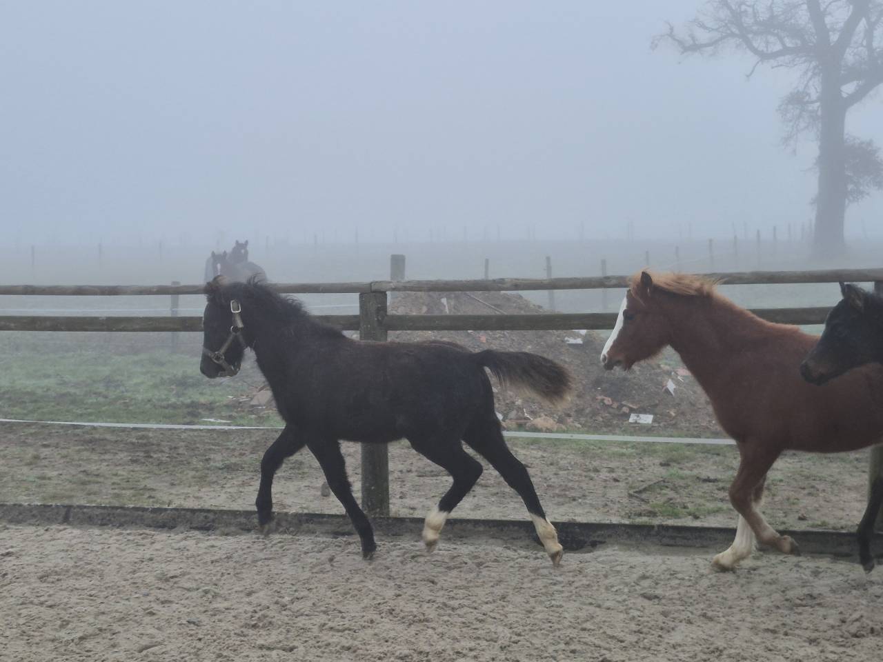 Ruin Welsh Pony (Section B) Te koop 2025 Schimmel