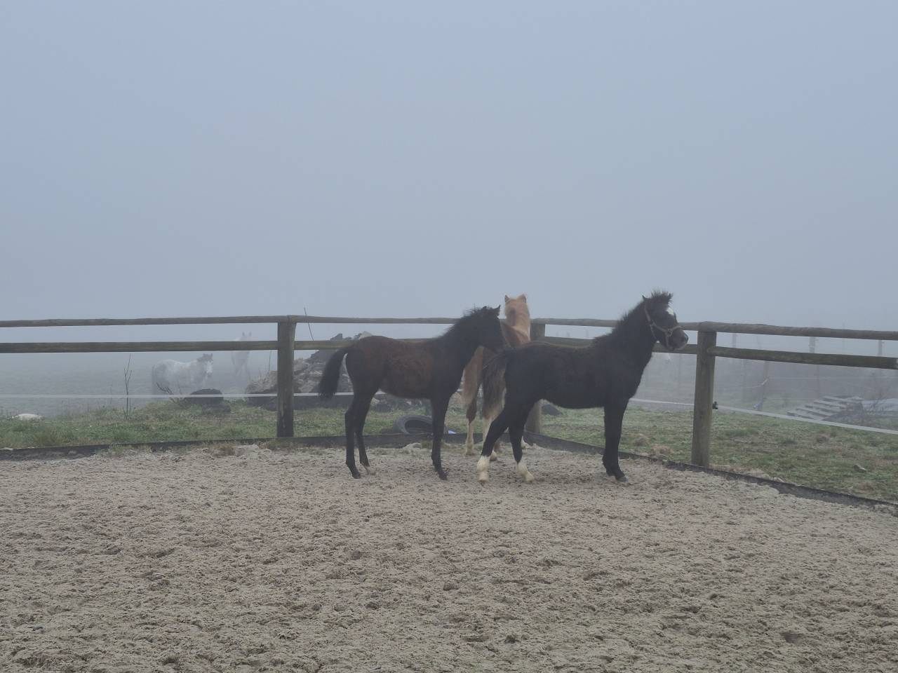 Ruin Welsh Pony (Section B) Te koop 2025 Schimmel