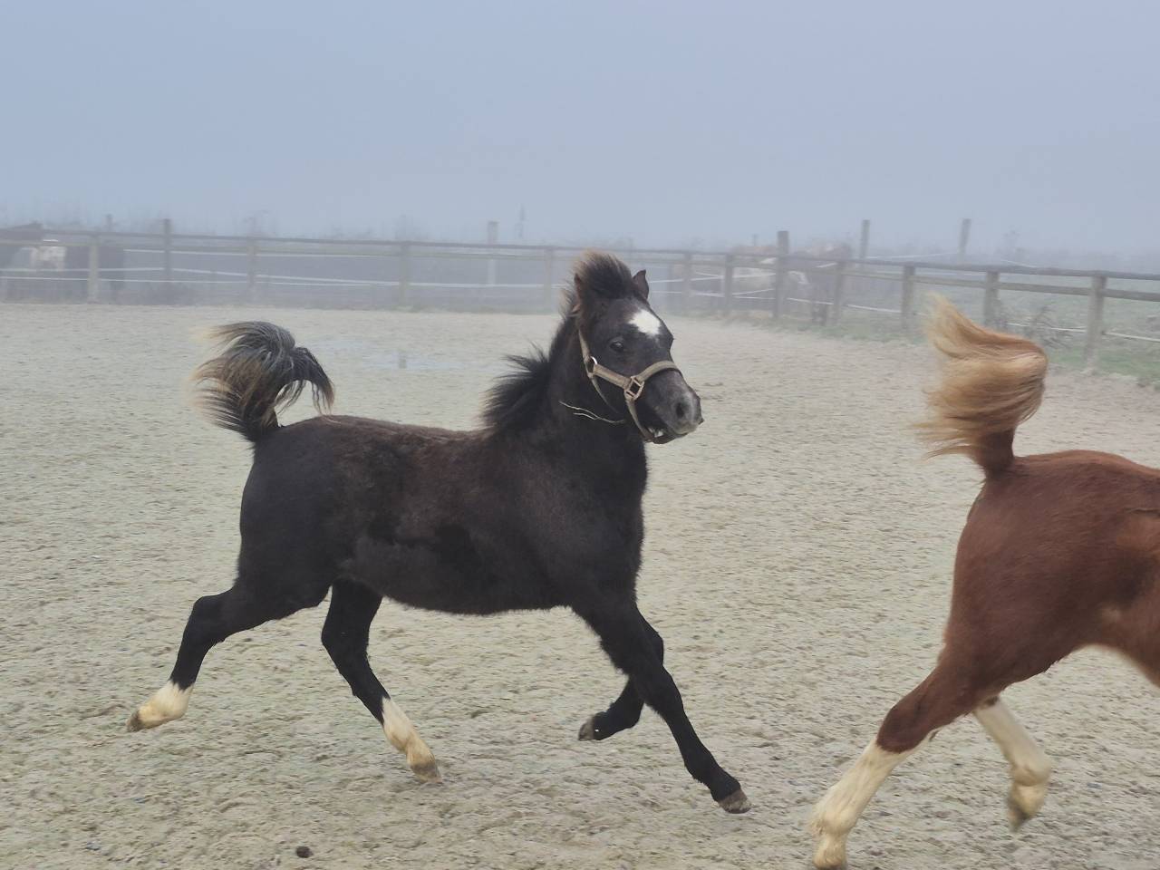 Ruin Welsh Pony (Section B) Te koop 2025 Schimmel