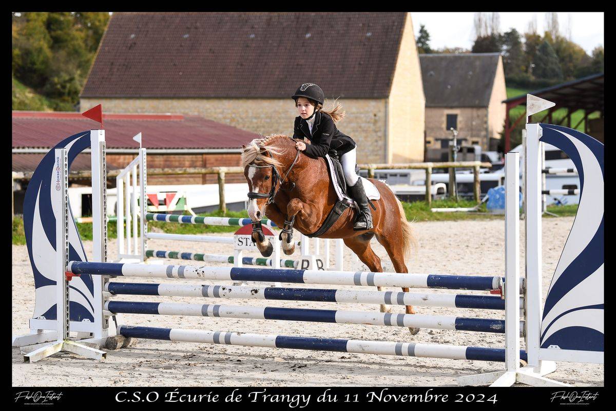 Ruin Welsh Pony (Section B) Te koop 2025 Schimmel