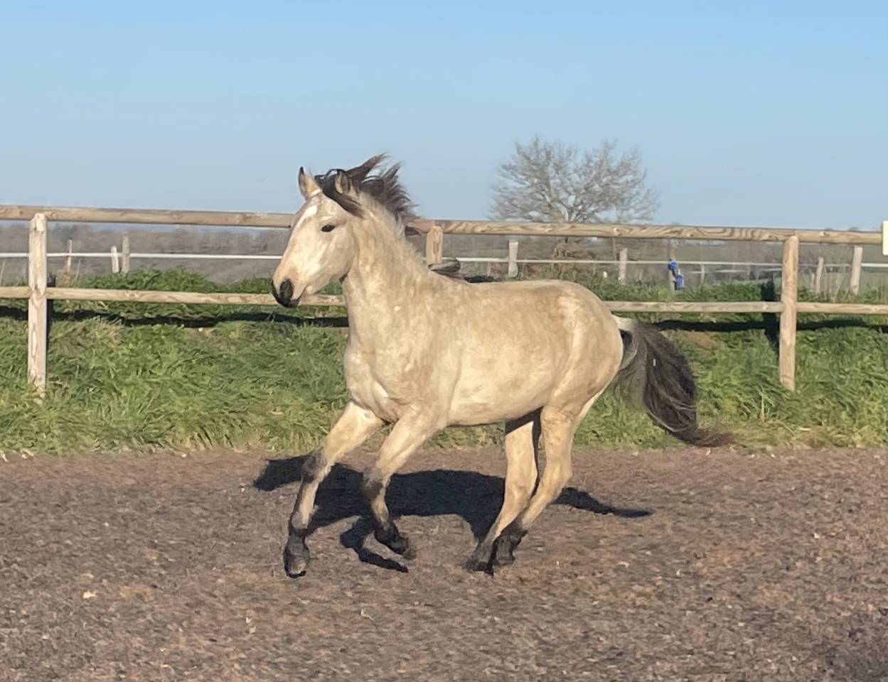Veulen (ml) Lusitano Te koop 2024 Isabel ,  Pablo du chalet
