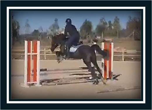 Ruin Engelse rijpony Te koop 2018 Bruin / Bai ,  GREENGAGE  FOOL