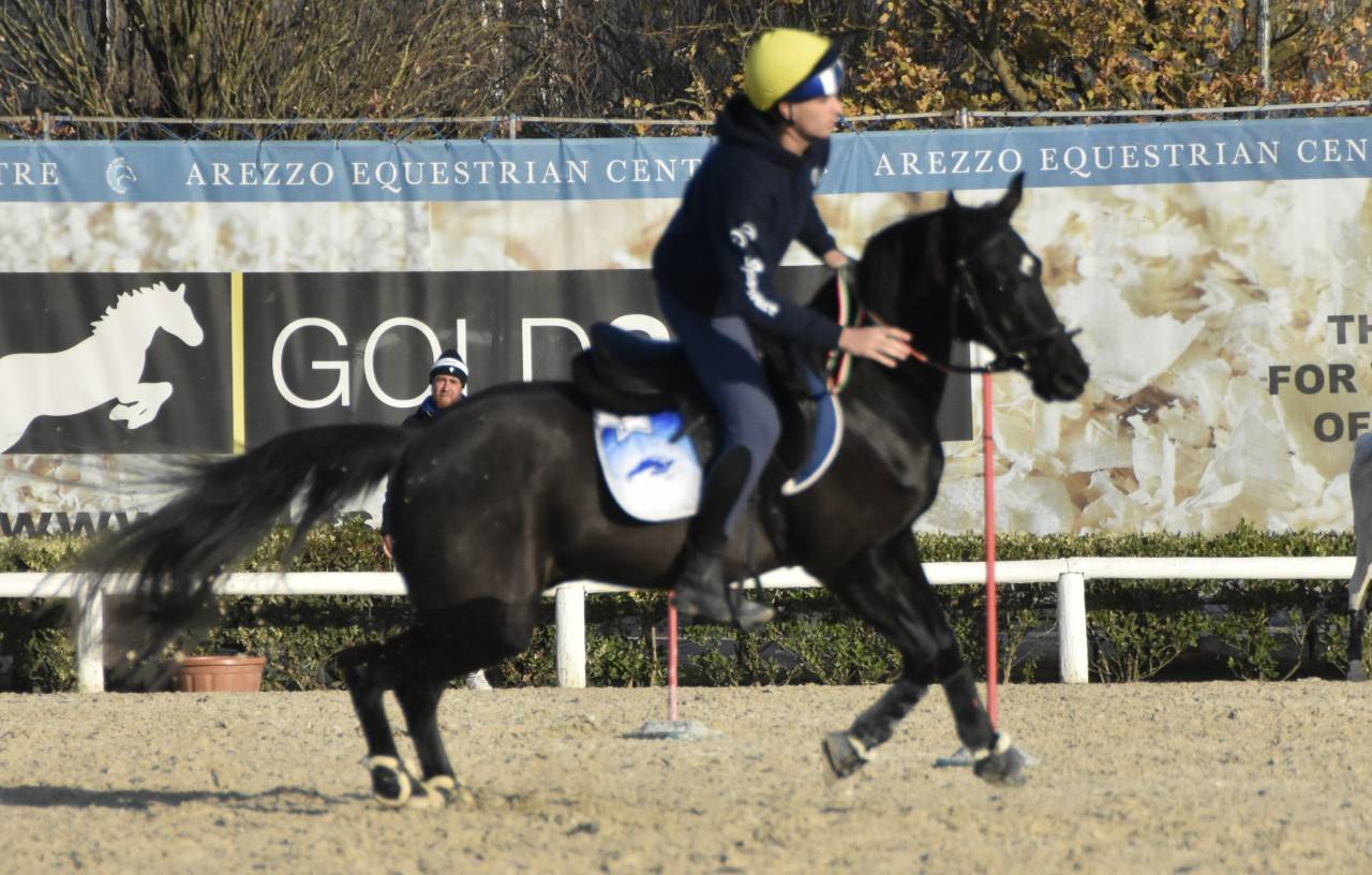 Ruin Engelse rijpony Te koop 2018 Bruin / Bai ,  GREENGAGE  FOOL