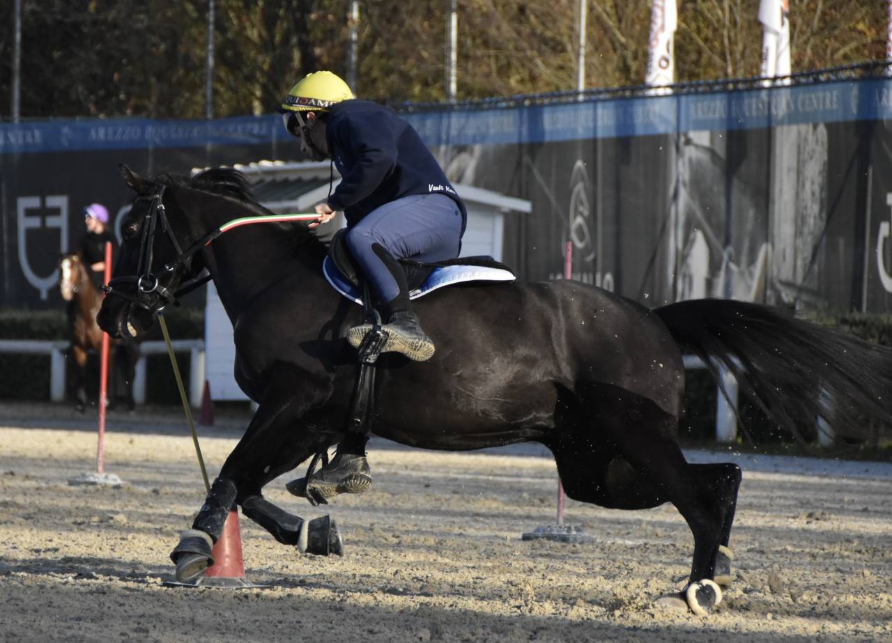 Ruin Engelse rijpony Te koop 2018 Bruin / Bai ,  GREENGAGE  FOOL