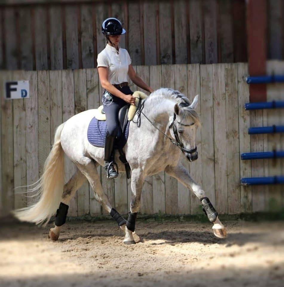 Dekhengst PRE Puur Ras Spaans Te koop 2016 Schimmel