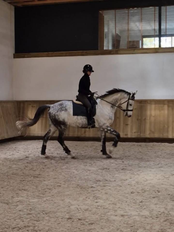 Ruin Oldenburger Te koop 2017 Schimmel