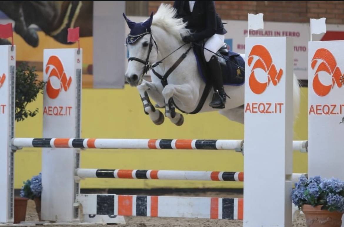 Merrie Connemara Te koop 2011 Schimmel ,  VA TOUT DU RUERE