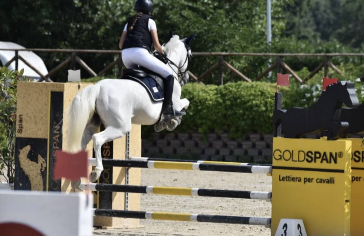 Merrie Connemara Te koop 2011 Schimmel ,  VA TOUT DU RUERE