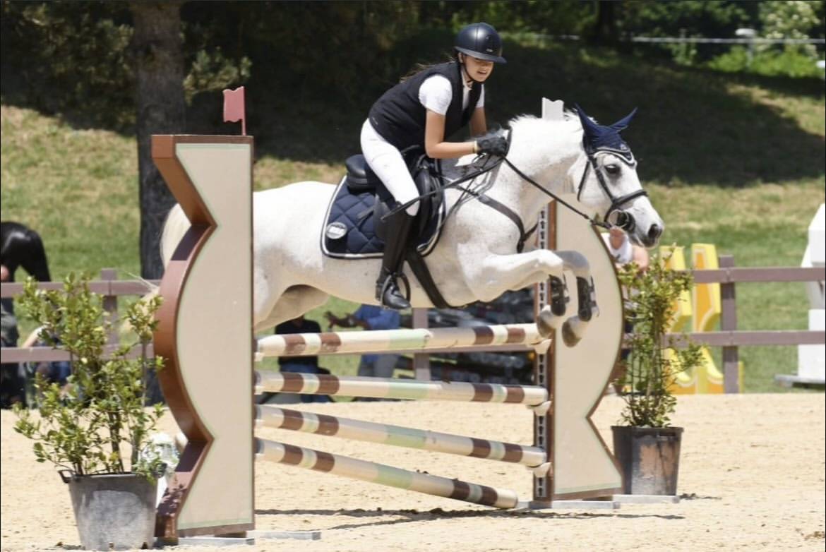 Merrie Connemara Te koop 2011 Schimmel ,  VA TOUT DU RUERE