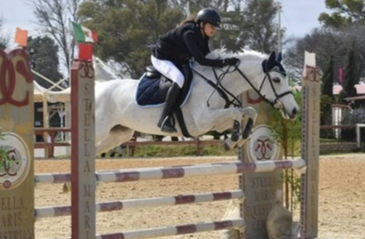 Merrie Connemara Te koop 2011 Schimmel ,  VA TOUT DU RUERE