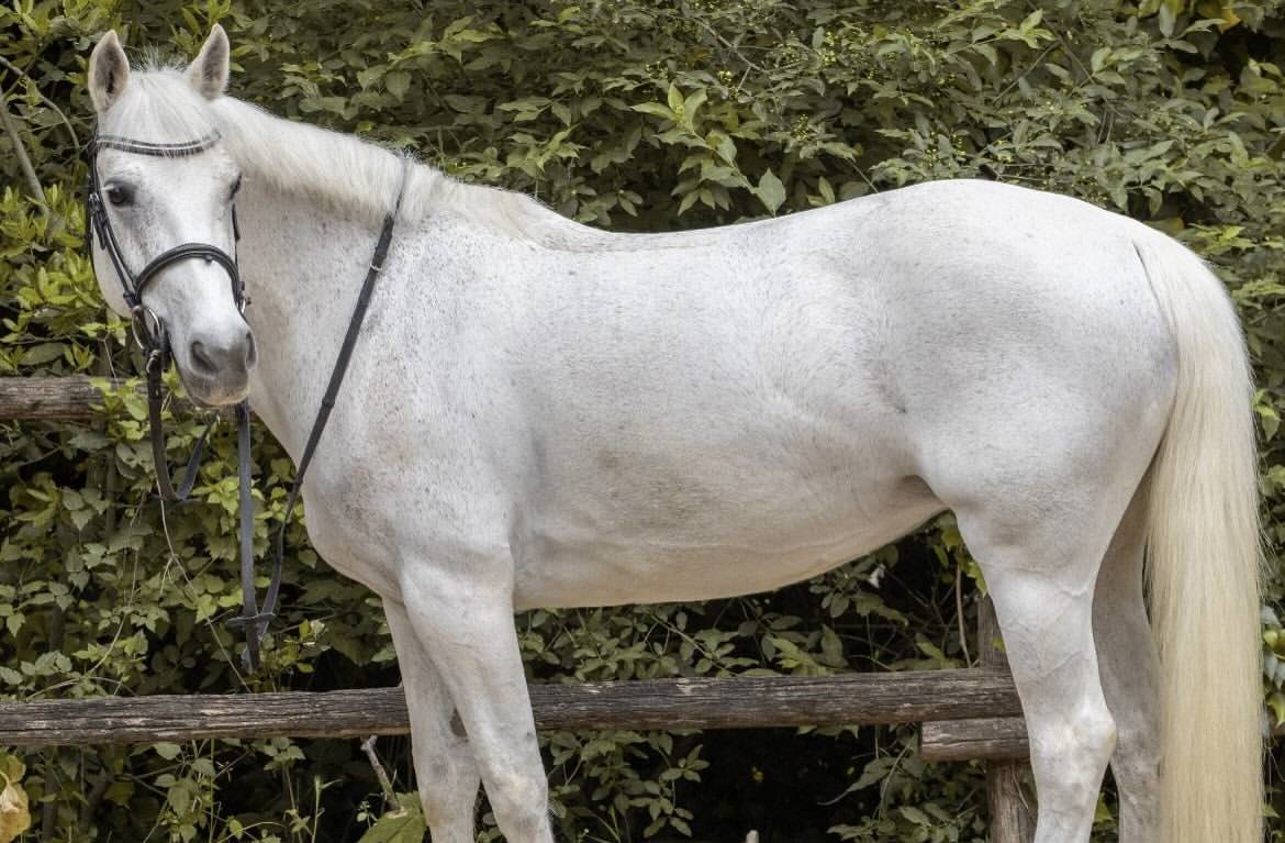 Merrie Connemara Te koop 2011 Schimmel ,  VA TOUT DU RUERE