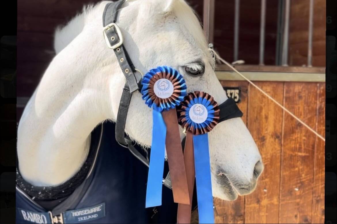 Merrie Connemara Te koop 2011 Schimmel ,  VA TOUT DU RUERE