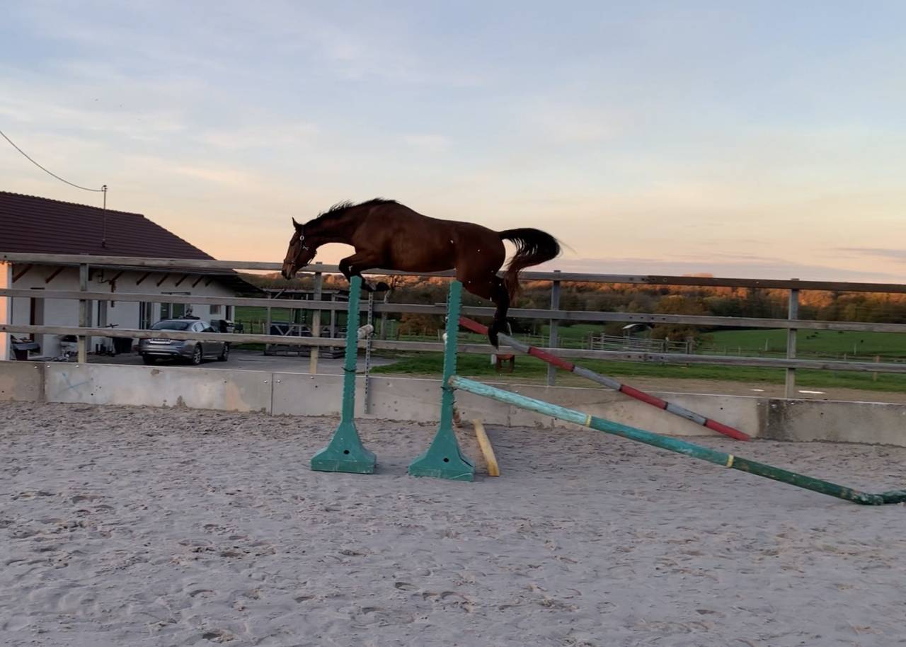 Merrie Bekend ras Te koop 2022 Donker bruin / bai