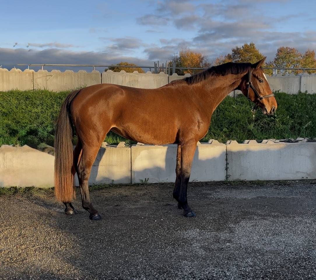 Merrie Bekend ras Te koop 2022 Donker bruin / bai