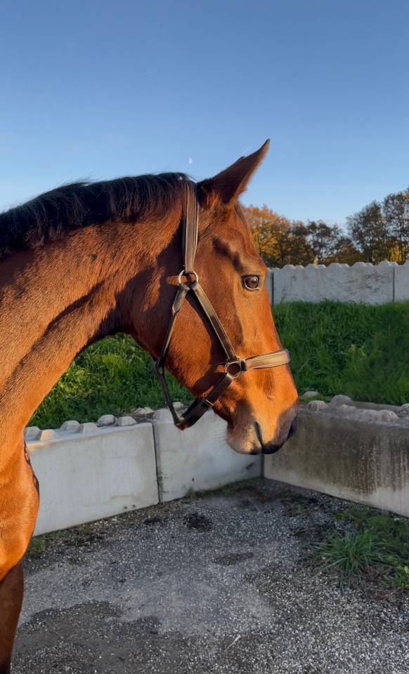 Merrie Bekend ras Te koop 2022 Donker bruin / bai