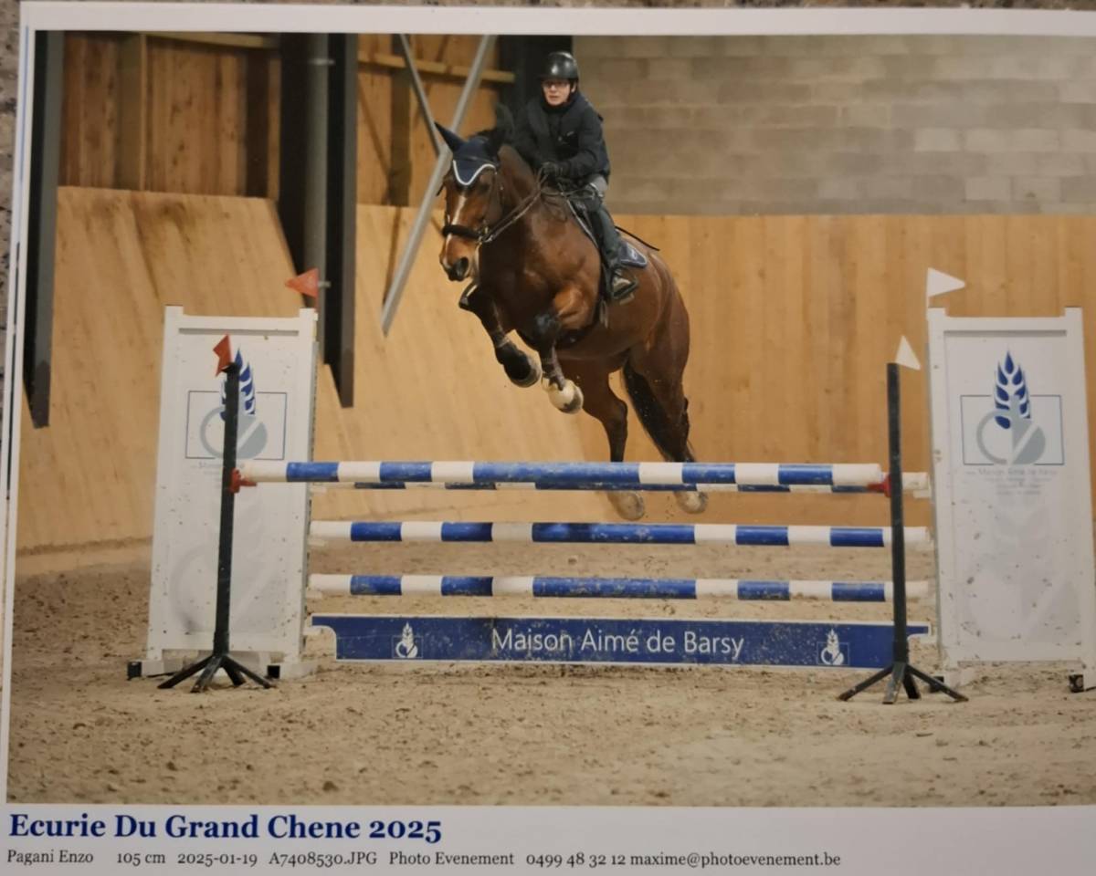 Ruin BWP Belgisch volbloed Te koop 2011 Donker bruin / bai