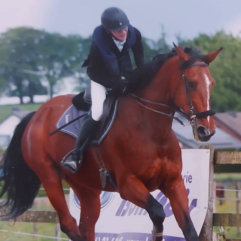 Ruin BWP Belgisch volbloed Te koop 2011 Donker bruin / bai