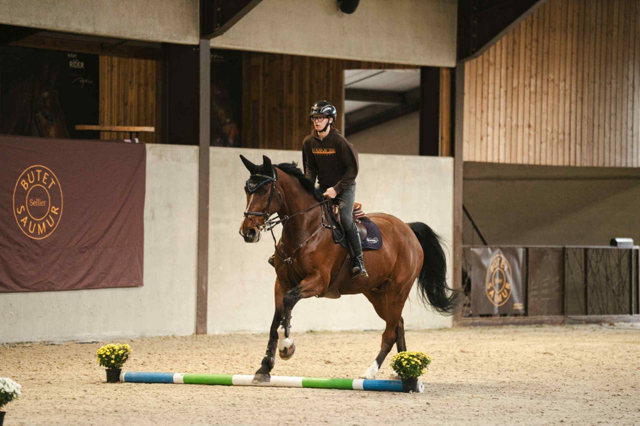 Ruin BWP Belgisch volbloed Te koop 2011 Donker bruin / bai