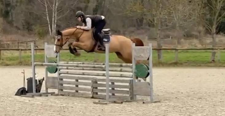 Merrie Selle Fran&ccedil;ais Te koop 2020 Vos