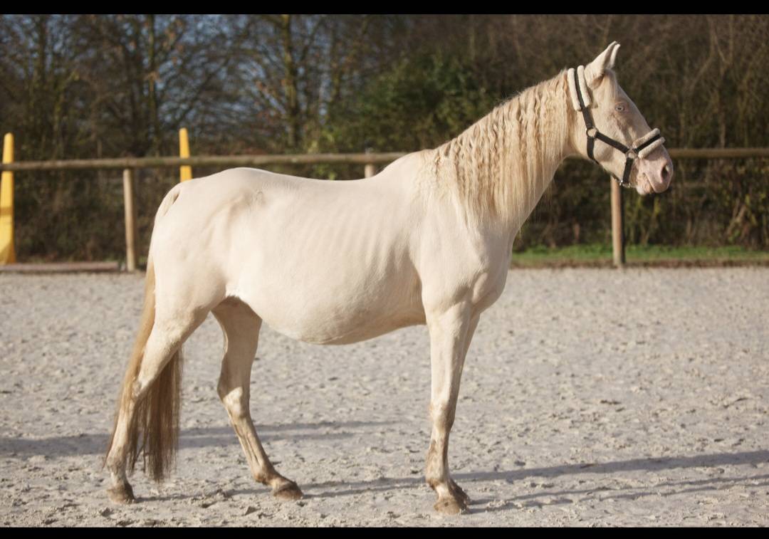 Merrie Ras onbekend Te koop 2017 Perlino