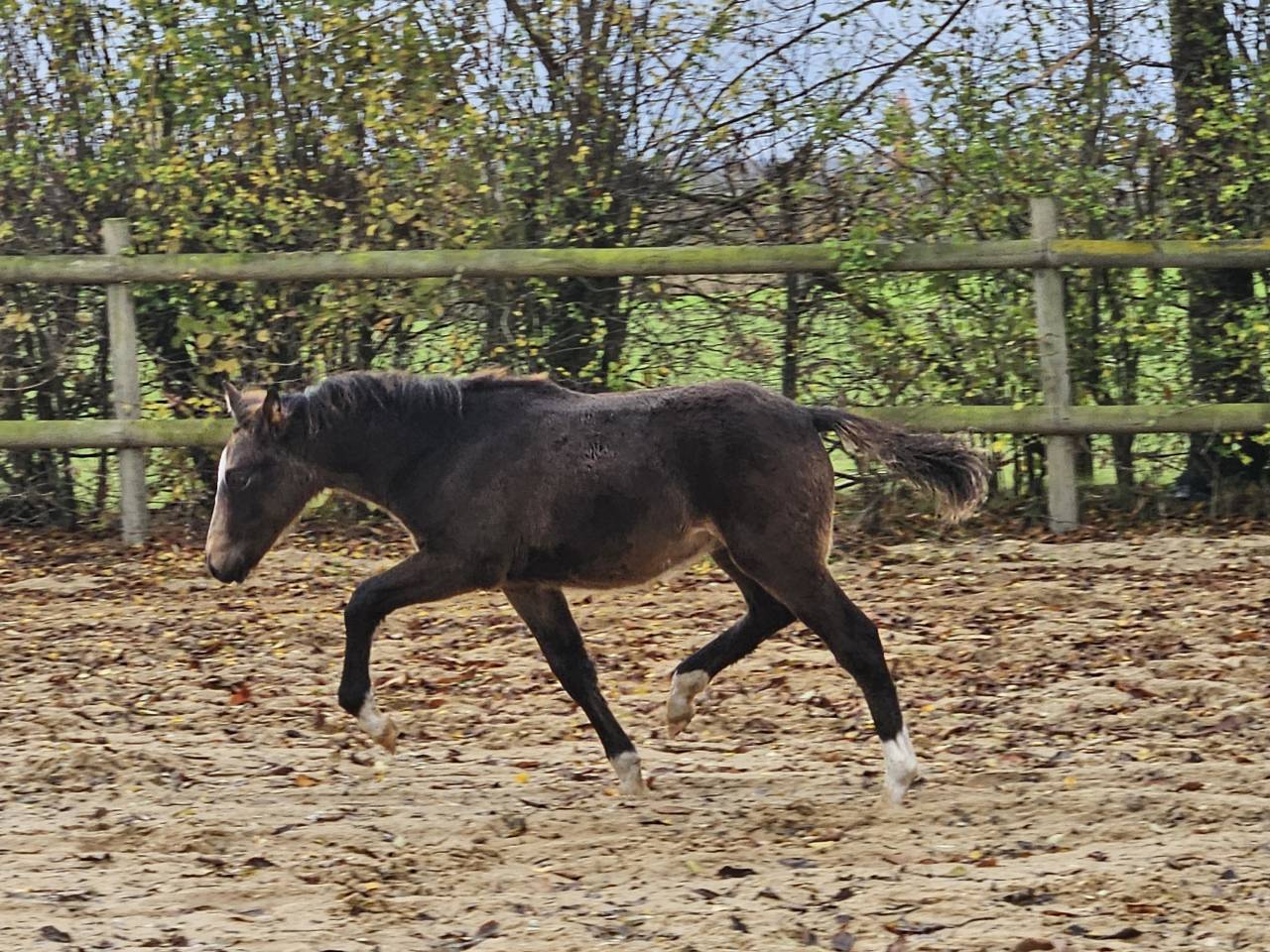 Merrie Ras onbekend Te koop 2017 Perlino