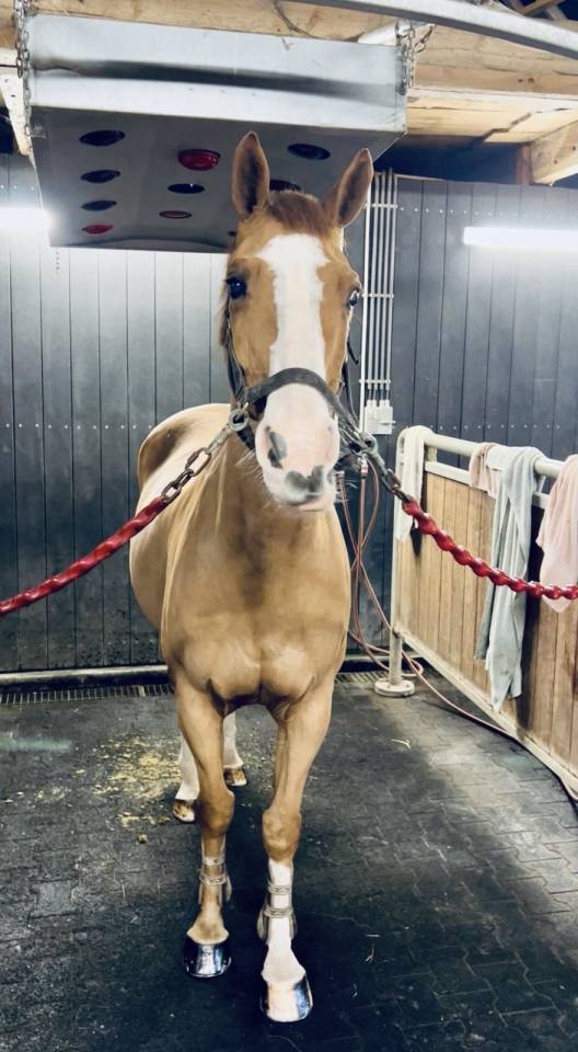 Ruin Zangersheide Te koop 2013 Vos