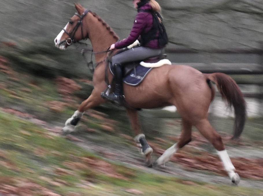 Ruin Zangersheide Te koop 2013 Vos