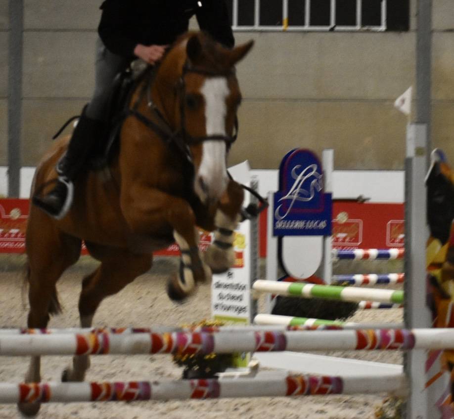 Ruin Zangersheide Te koop 2013 Vos