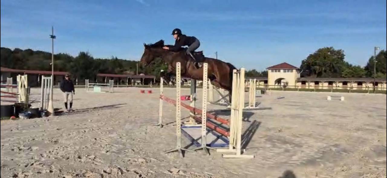 Merrie Selle Fran&ccedil;ais Te koop 2020 Donker bruin / bai ,  Dexter de Kerglenn