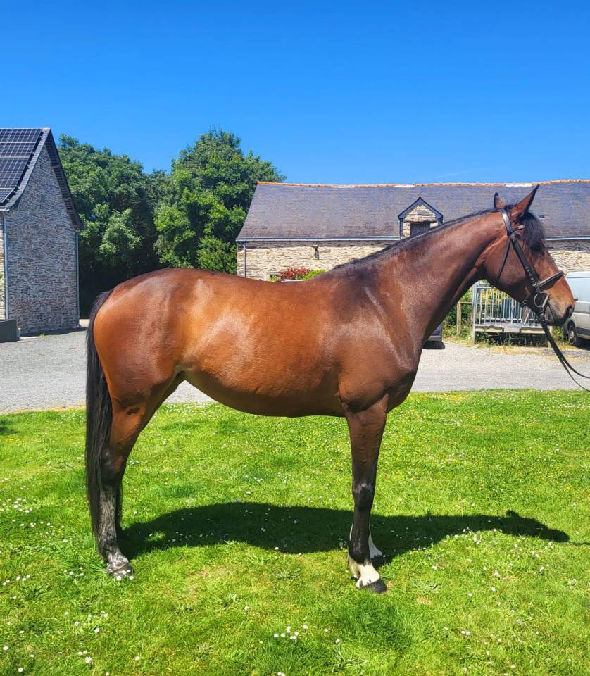 Merrie Selle Fran&ccedil;ais Te koop 2020 Donker bruin / bai ,  Dexter de Kerglenn