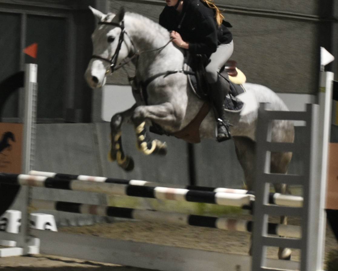 Merrie Connemara Te koop 2022 Schimmel