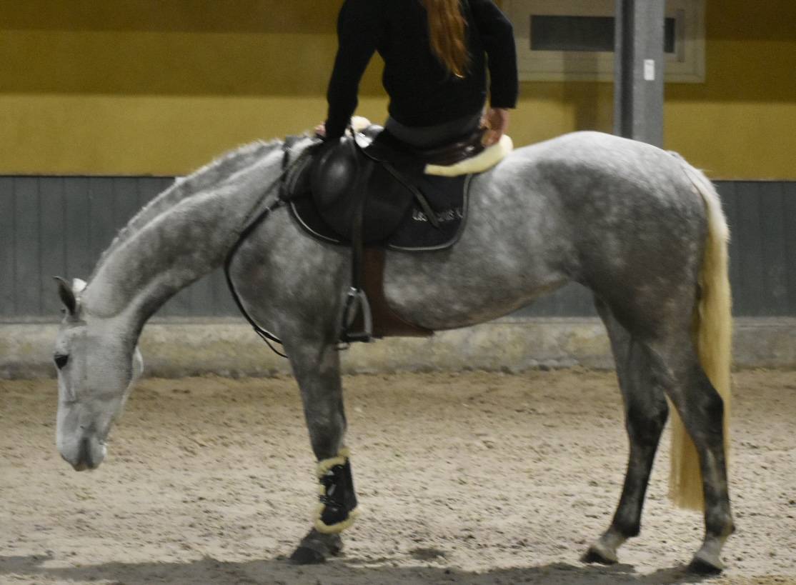 Merrie Connemara Te koop 2022 Schimmel