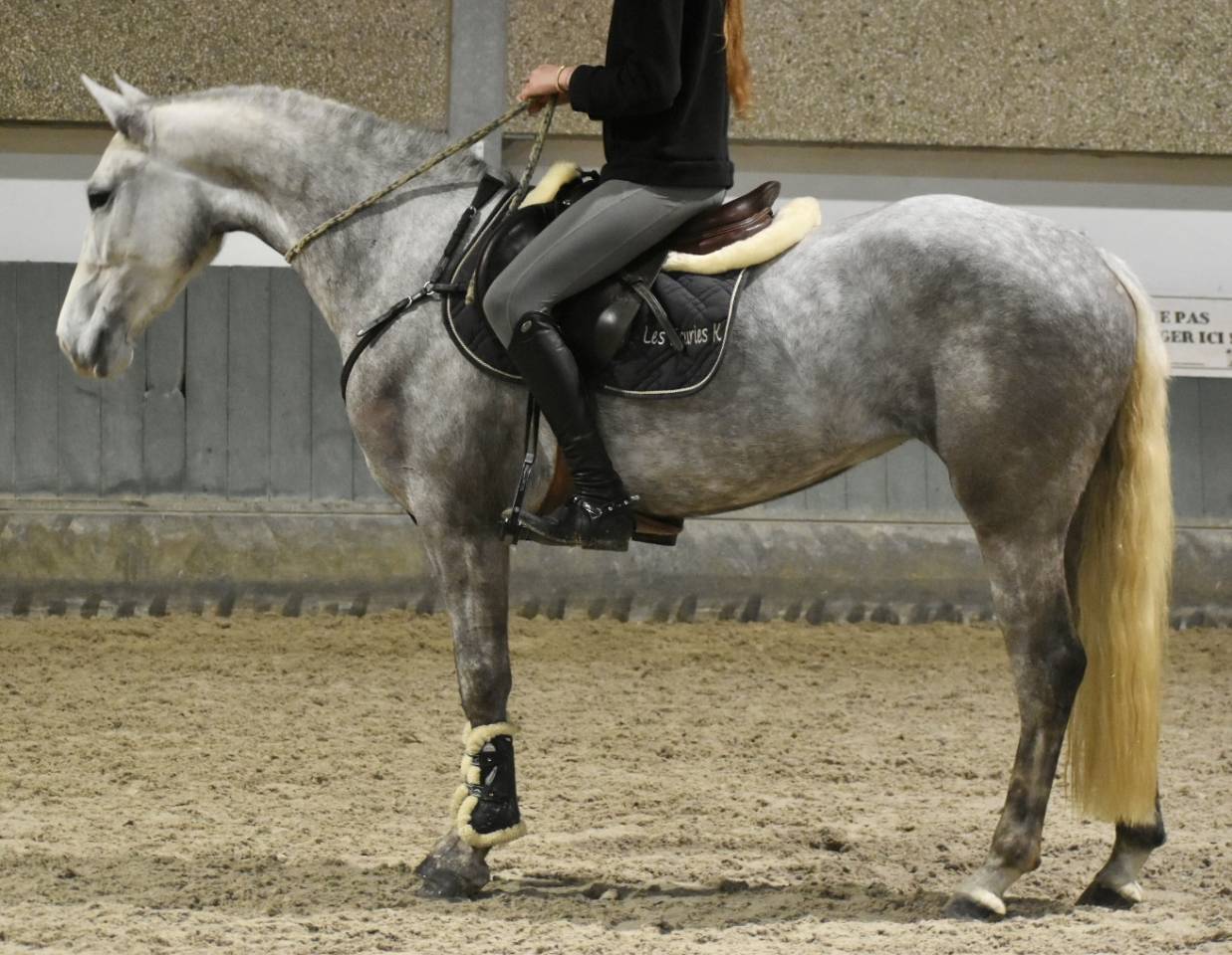 Merrie Connemara Te koop 2022 Schimmel