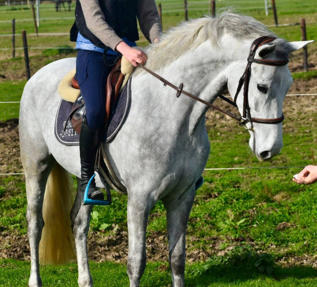 Merrie Connemara Te koop 2022 Schimmel