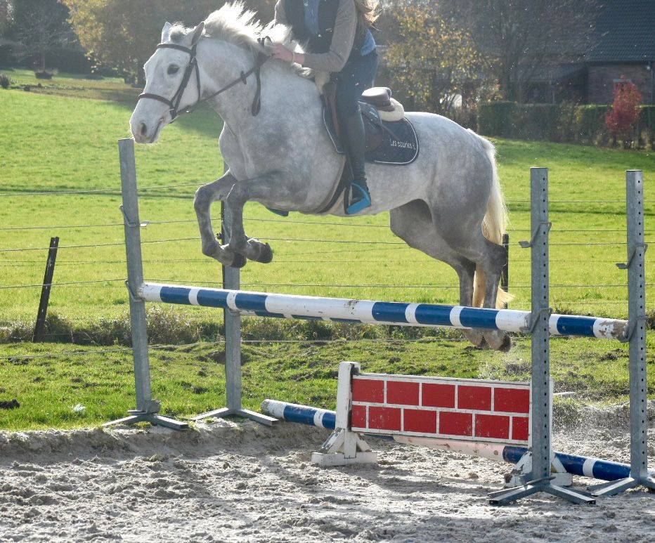 Merrie Connemara Te koop 2022 Schimmel