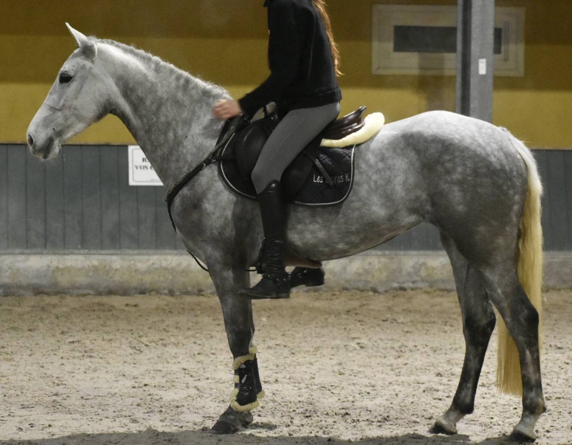 Merrie Connemara Te koop 2022 Schimmel