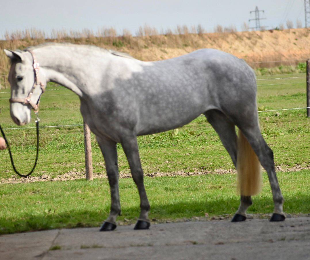 Merrie Connemara Te koop 2022 Schimmel