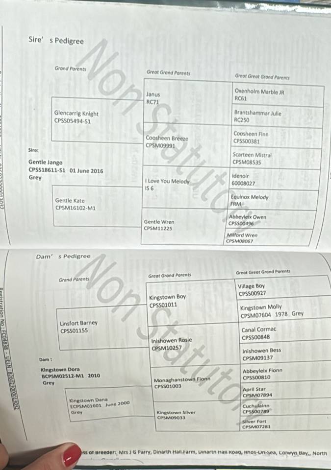 Merrie Connemara Te koop 2022 Schimmel