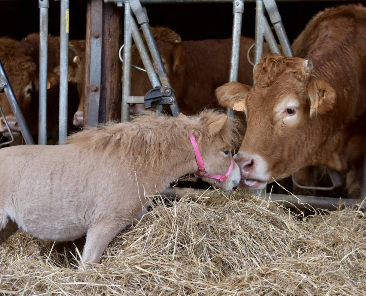 Merrie Ras onbekend Te koop 2024 Vos