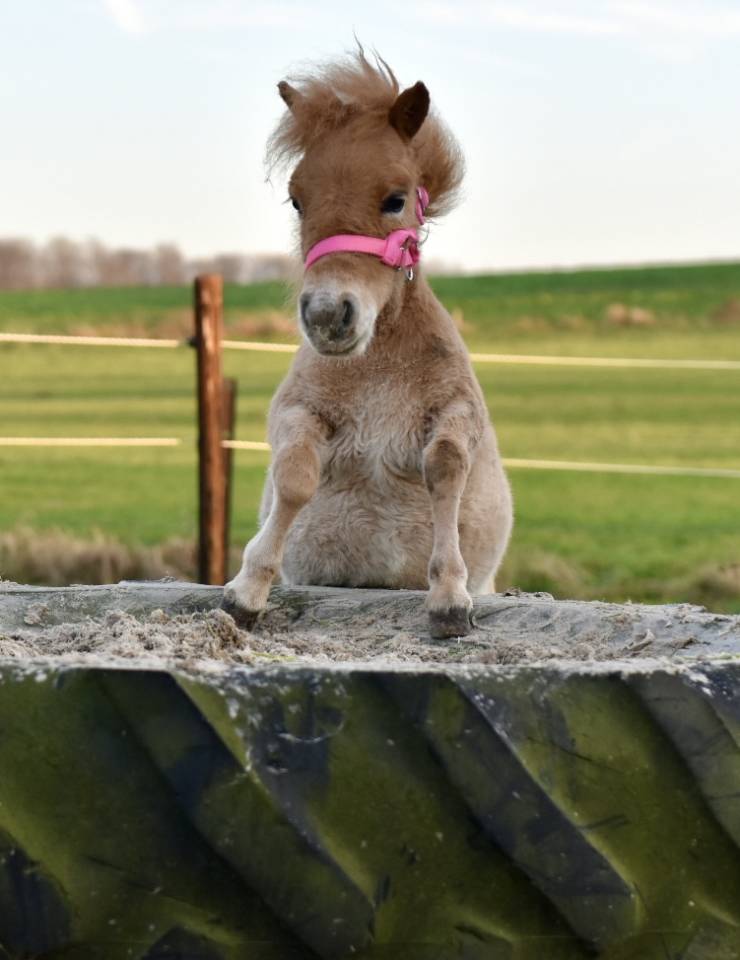 Merrie Ras onbekend Te koop 2024 Vos