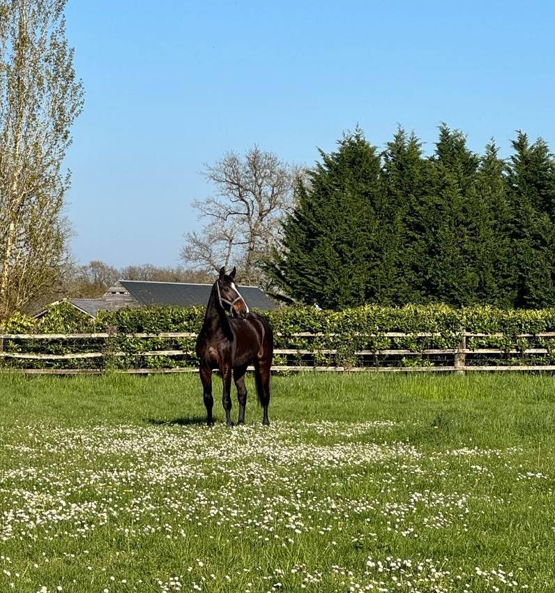 Ruin Selle Fran&ccedil;ais Te koop 2022 Donker bruin / bai ,  UNANIEM (NLD)
