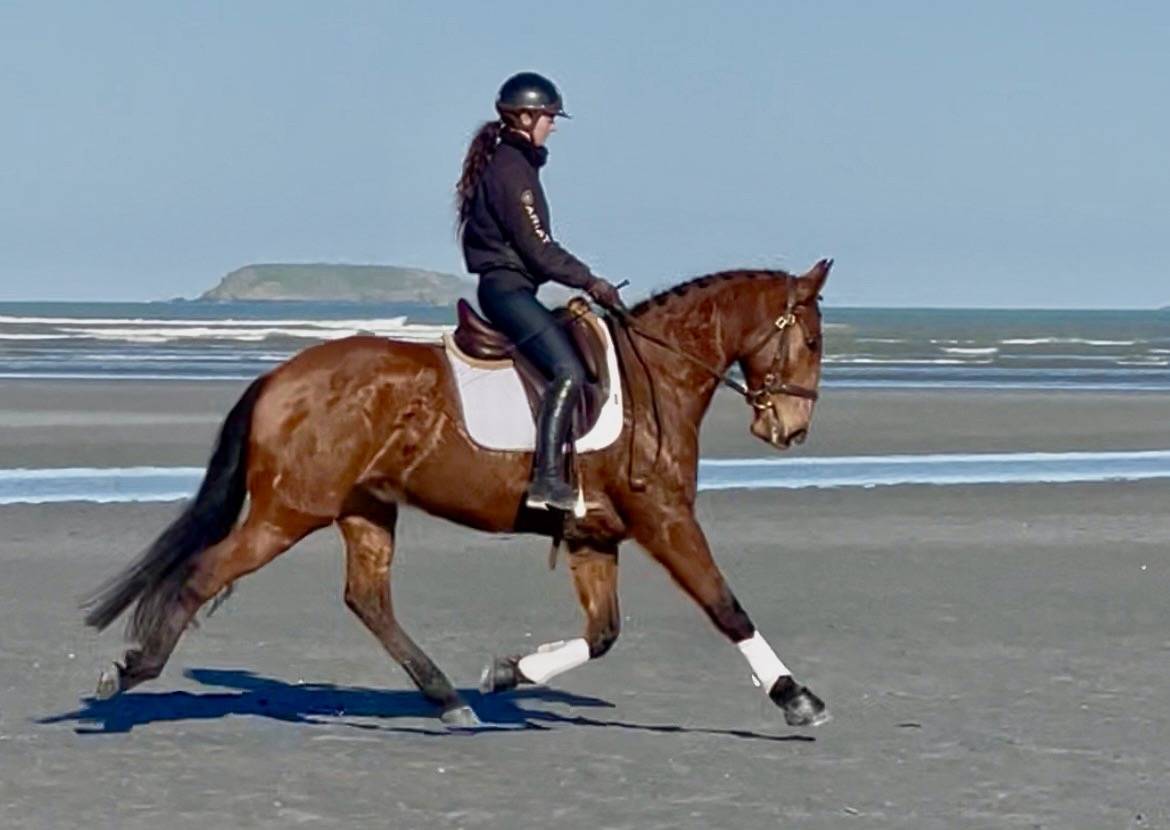 Ruin Lusitano Te koop 2019 Donker bruin / bai ,  ESCORIAL SRB