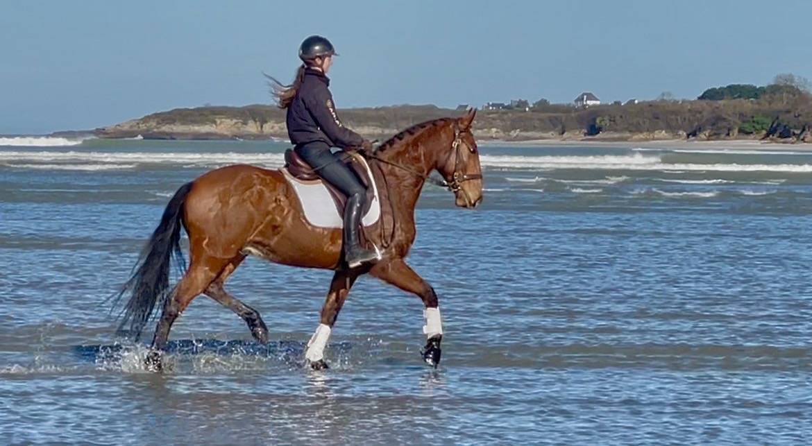 Ruin Lusitano Te koop 2019 Donker bruin / bai ,  ESCORIAL SRB