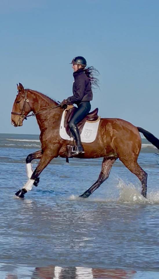 Ruin Lusitano Te koop 2019 Donker bruin / bai ,  ESCORIAL SRB