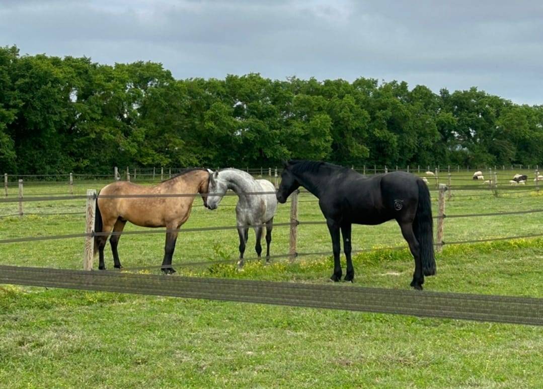Ruin Minorquin Te koop 2016 Zwart