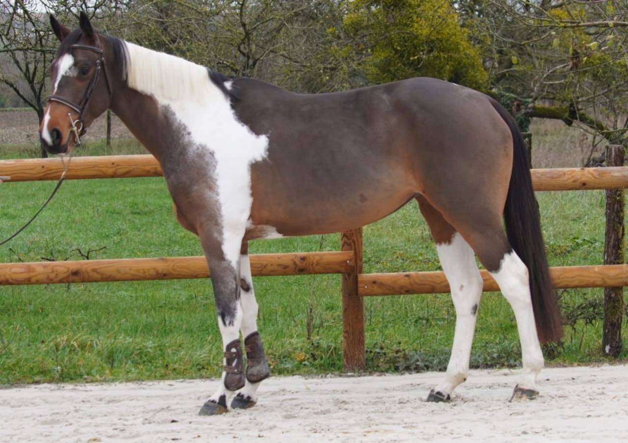 Merrie Selle Fran&ccedil;ais Te koop 2022 Donker bruin / bai ,  IDEAL COMBE AUX LOUP