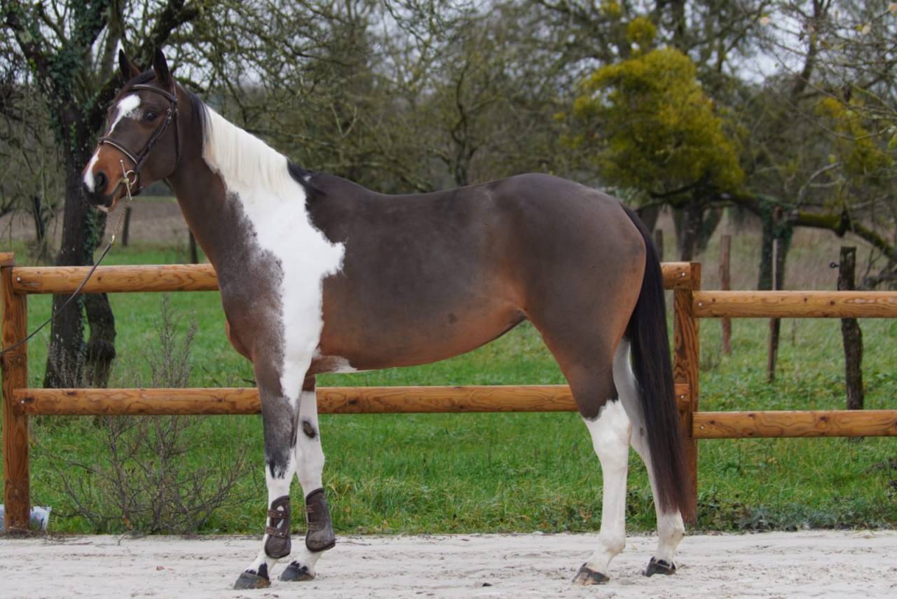 Merrie Selle Fran&ccedil;ais Te koop 2022 Donker bruin / bai ,  IDEAL COMBE AUX LOUP