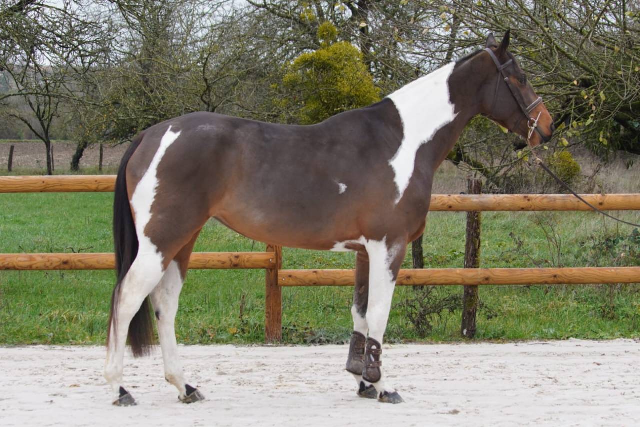 Merrie Selle Fran&ccedil;ais Te koop 2022 Donker bruin / bai ,  IDEAL COMBE AUX LOUP