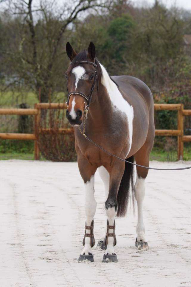 Merrie Selle Fran&ccedil;ais Te koop 2022 Donker bruin / bai ,  IDEAL COMBE AUX LOUP